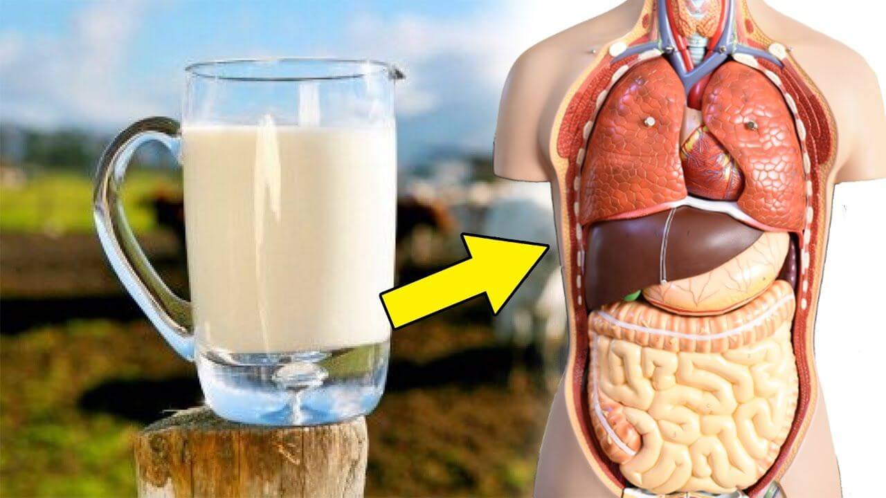Sữa tốt cho sức khỏe tiêu hóa